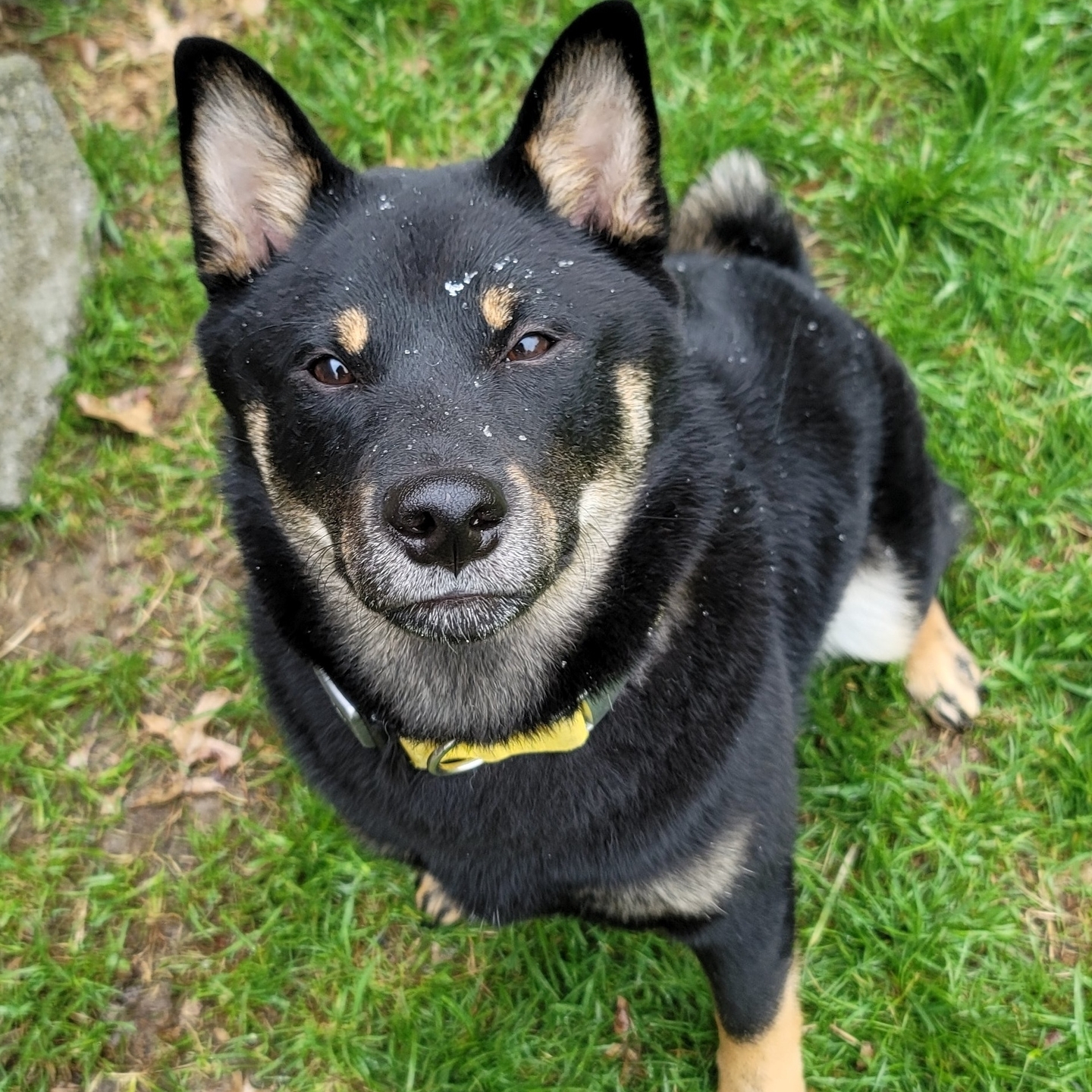 A picture of Joji, a 4 years 9 months old Other dog.