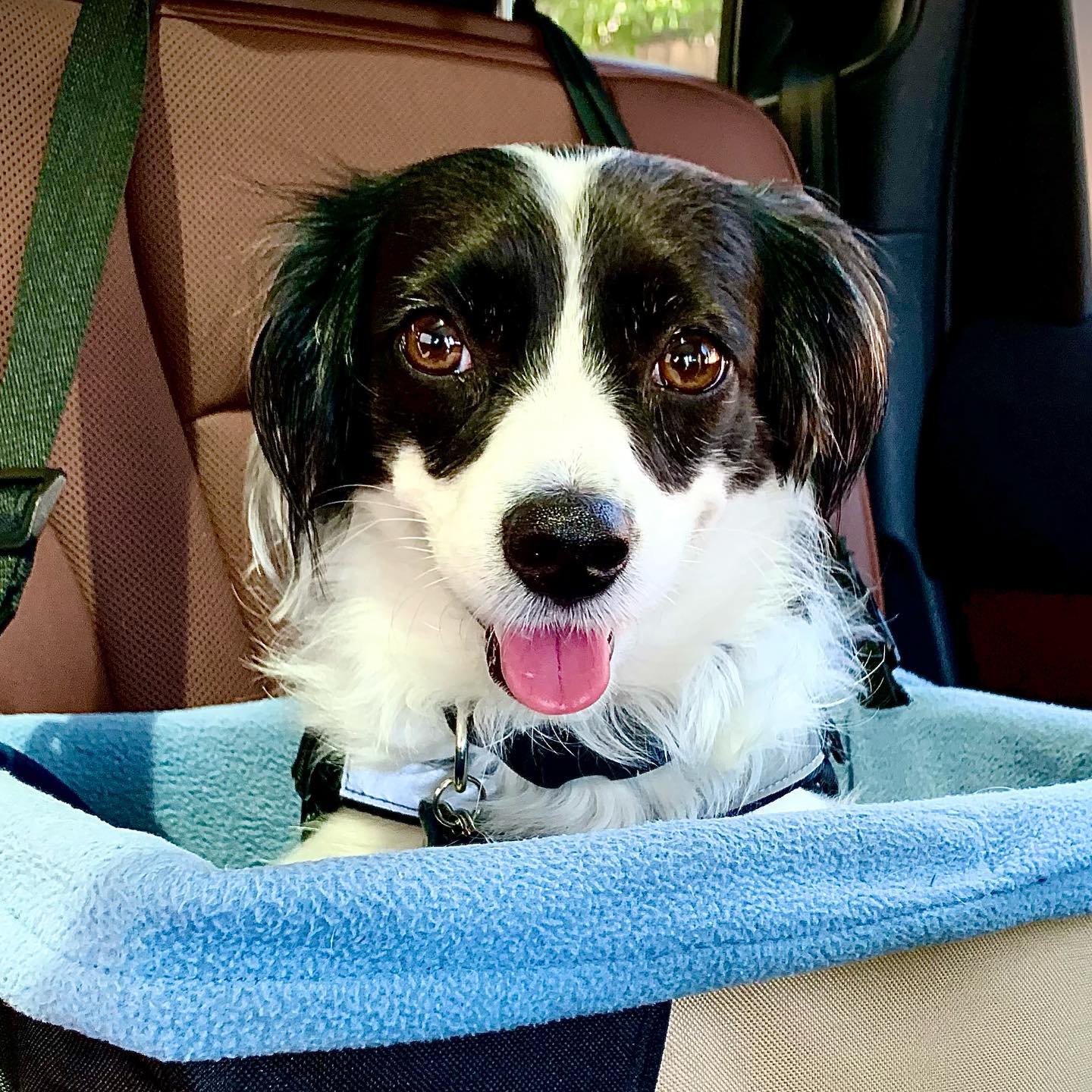 A picture of Monse, a 7 years 10 months old Other Mix dog.