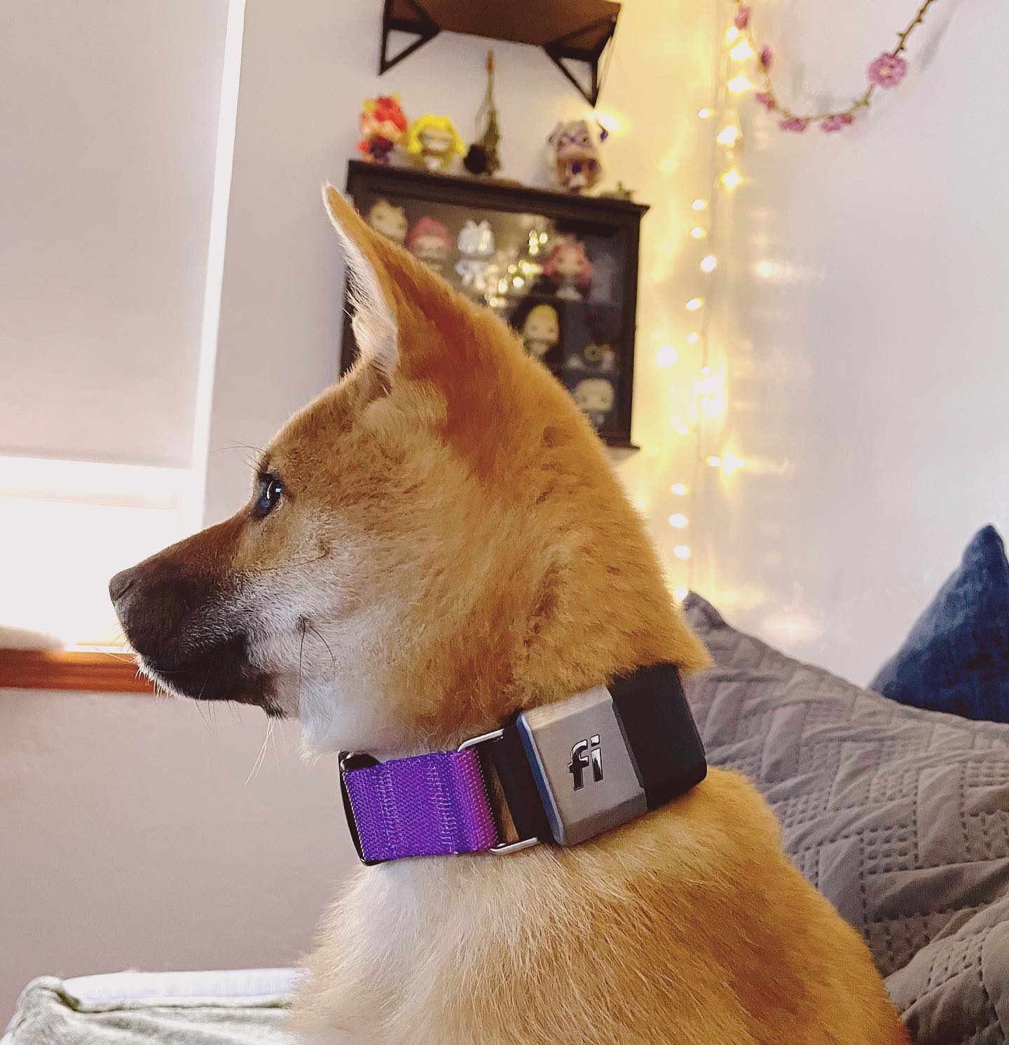 A picture of Nezuko, a 5 years old Shiba Inu dog.