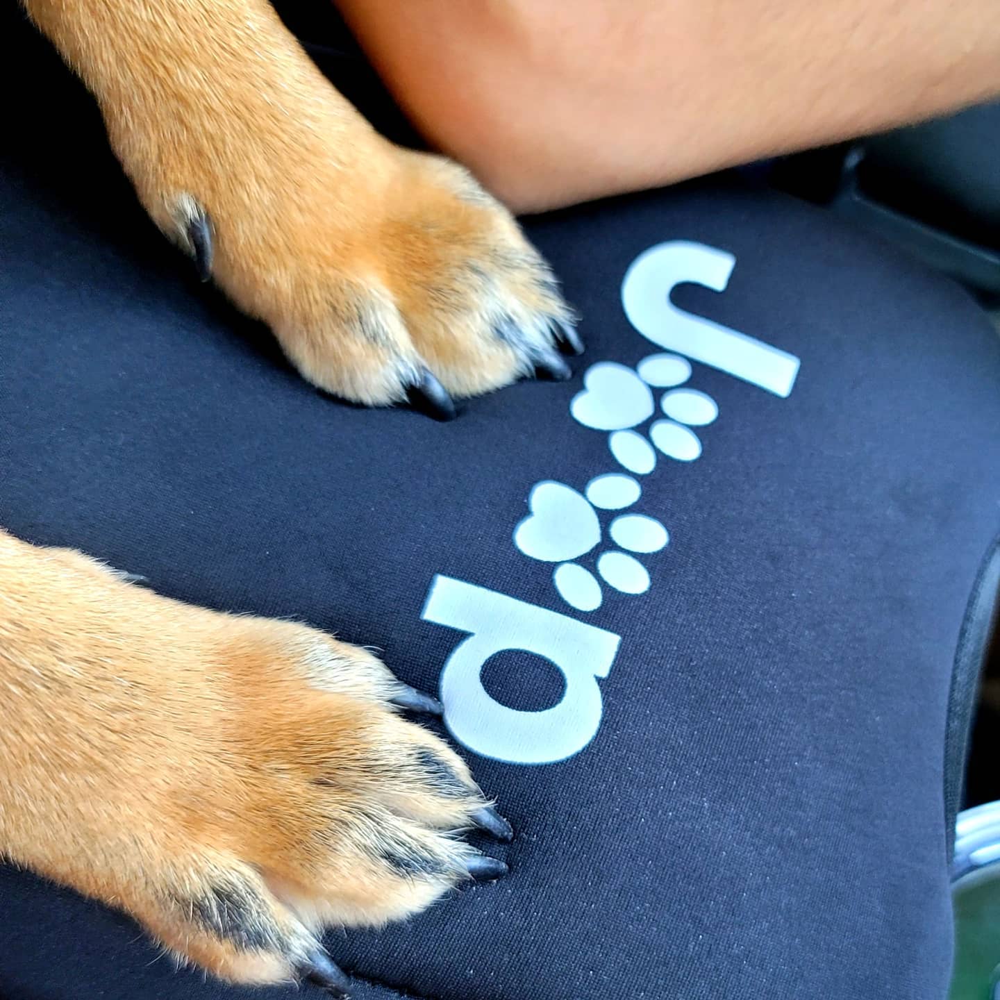 A picture of Joji, a 4 years 9 months old Other dog.