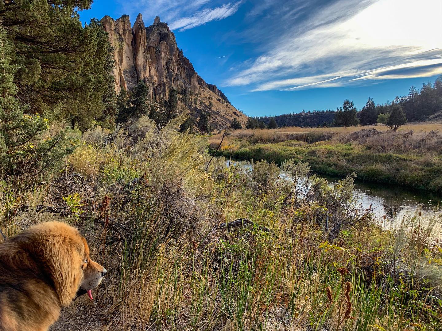 A picture of Makalu, a 6 years old Tibetan Mastiff dog.