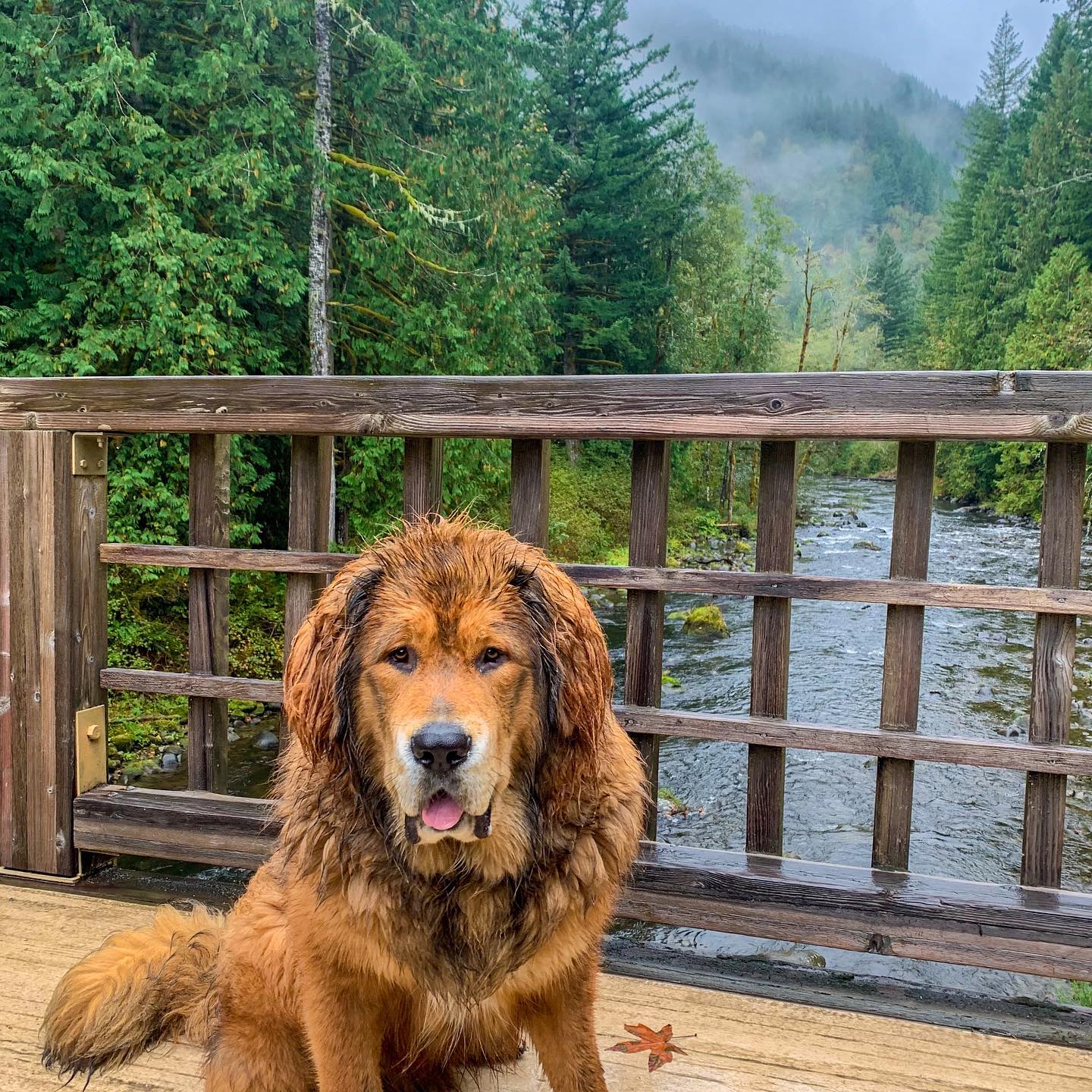A picture of Makalu, a 6 years old Tibetan Mastiff dog.