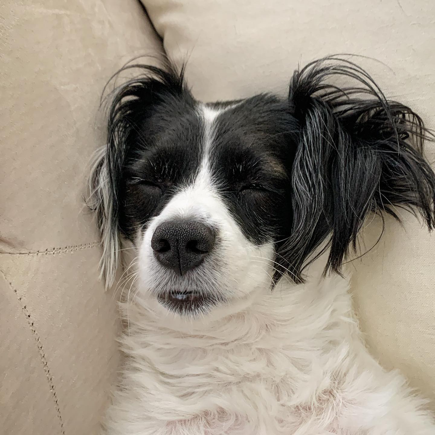 A picture of Monse, a 7 years 10 months old Other Mix dog.