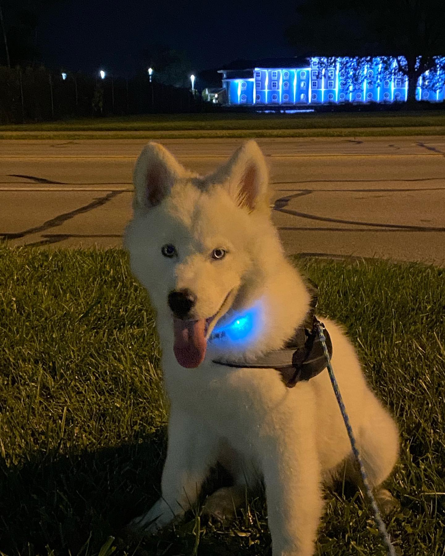 A picture of Shredder, a 2 years 7 months old Siberian Husky dog.
