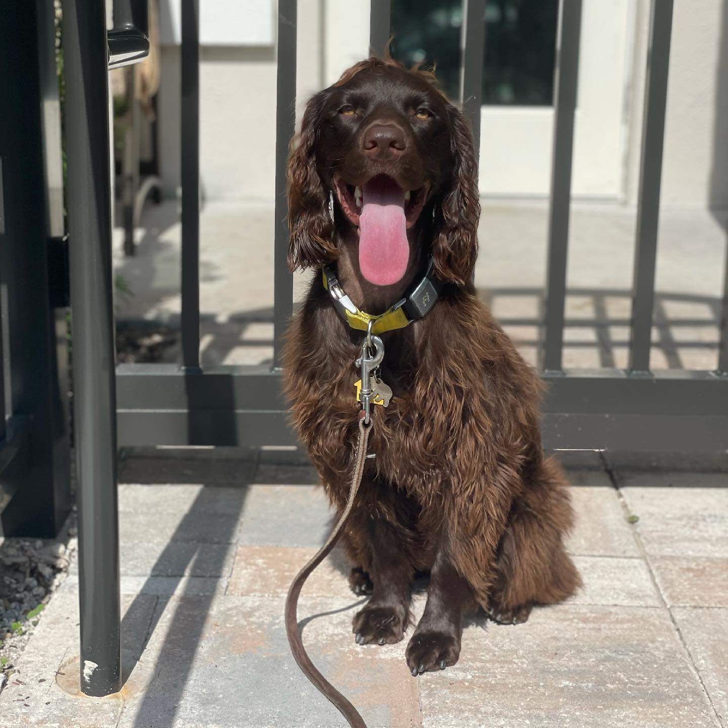 A picture of Oski Bear, a 5 years 7 months old Other dog.