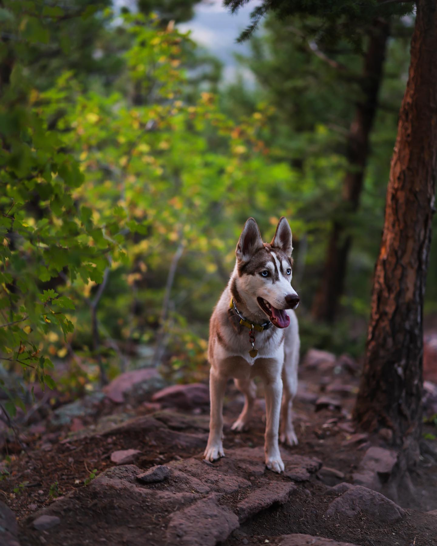 A picture of Ruka, a 5 years 9 months old Siberian Husky dog.