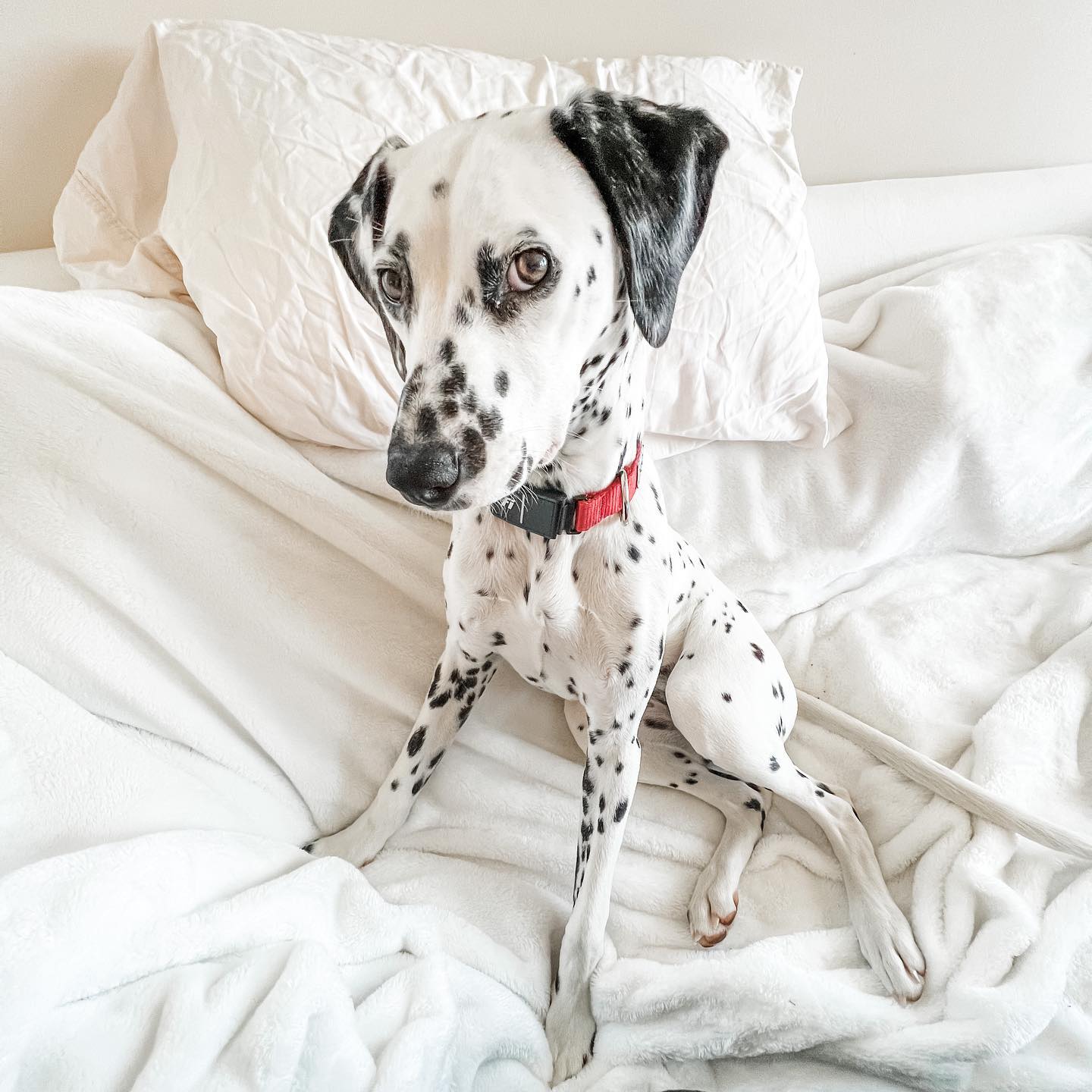 A picture of Piper, a 2 years 8 months old Other dog.