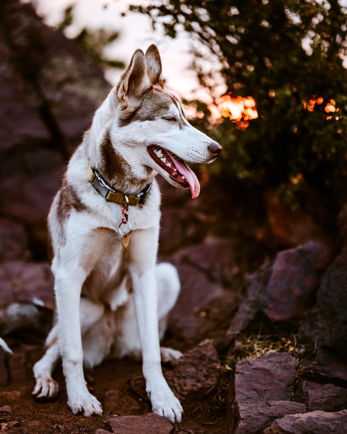 A picture of Ruka, a 5 years 9 months old Siberian Husky dog.