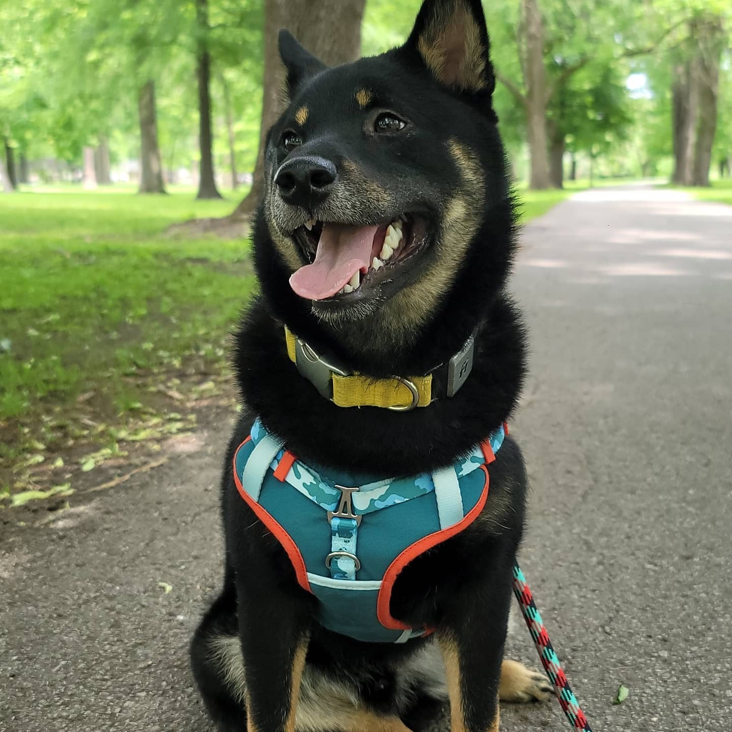 A picture of Joji, a 4 years 9 months old Other dog.