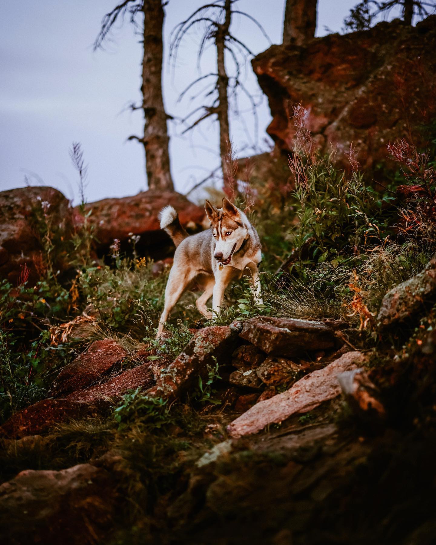 A picture of Ruka, a 5 years 9 months old Siberian Husky dog.