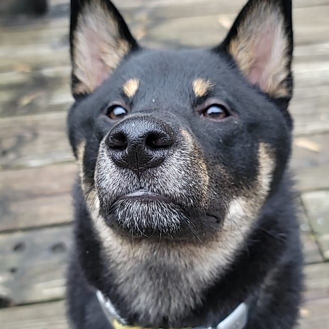 A picture of Joji, a 4 years 9 months old Other dog.